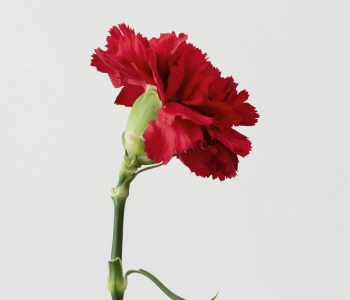 Standard Carnation