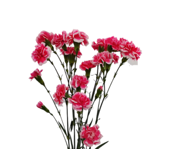 Spray Carnation