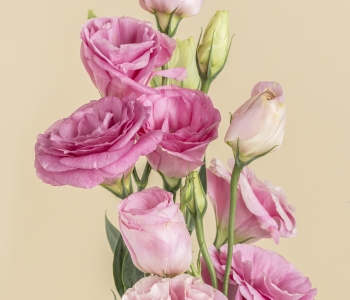 Lisianthus