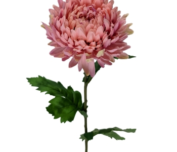 Chrysanthemum