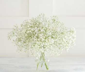 Gypsophila