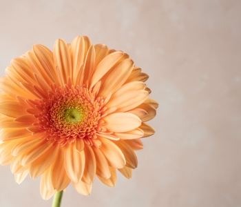 Gerbera