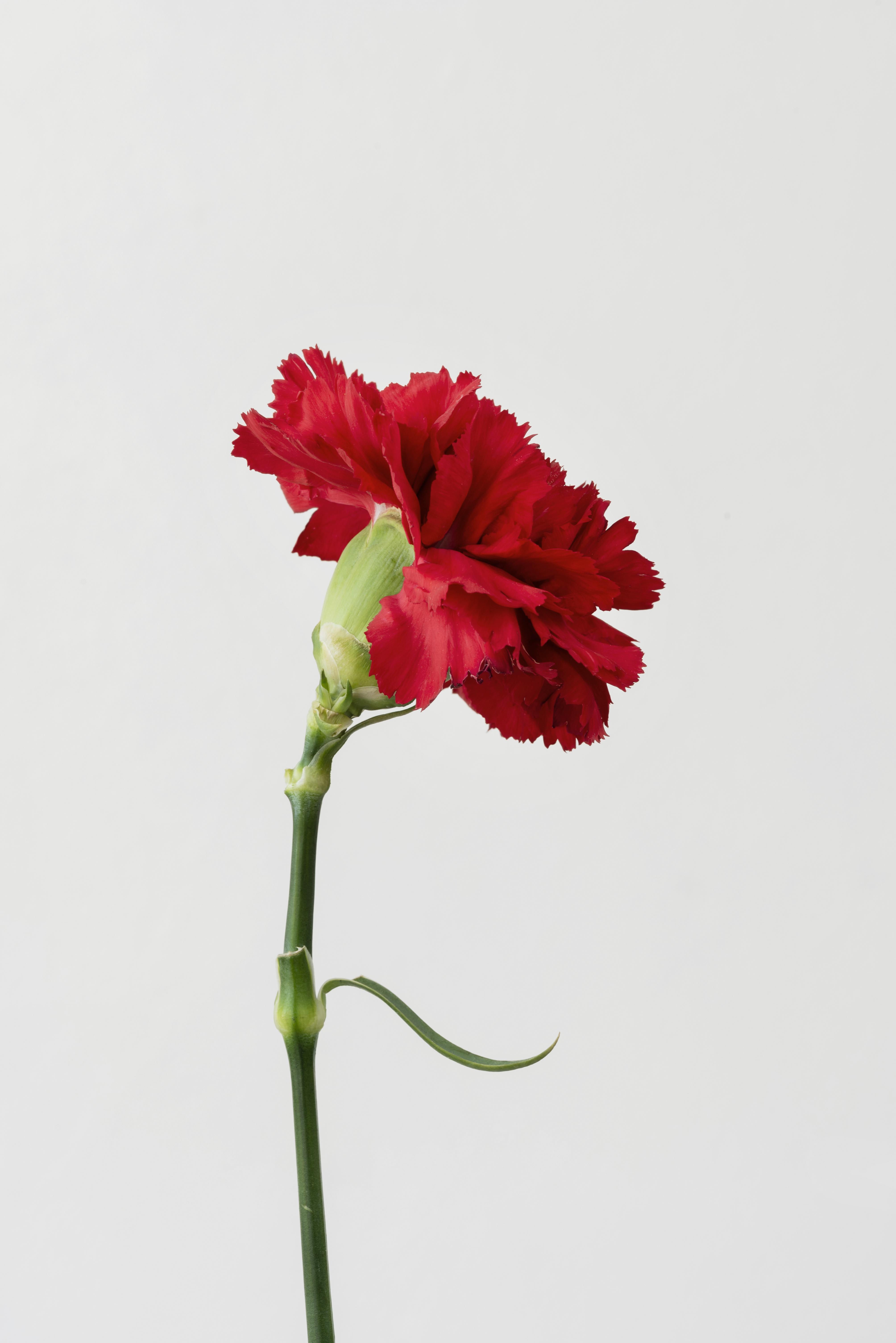 Standard Carnation