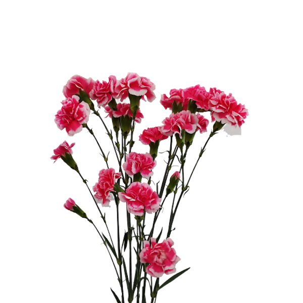 Spray Carnation