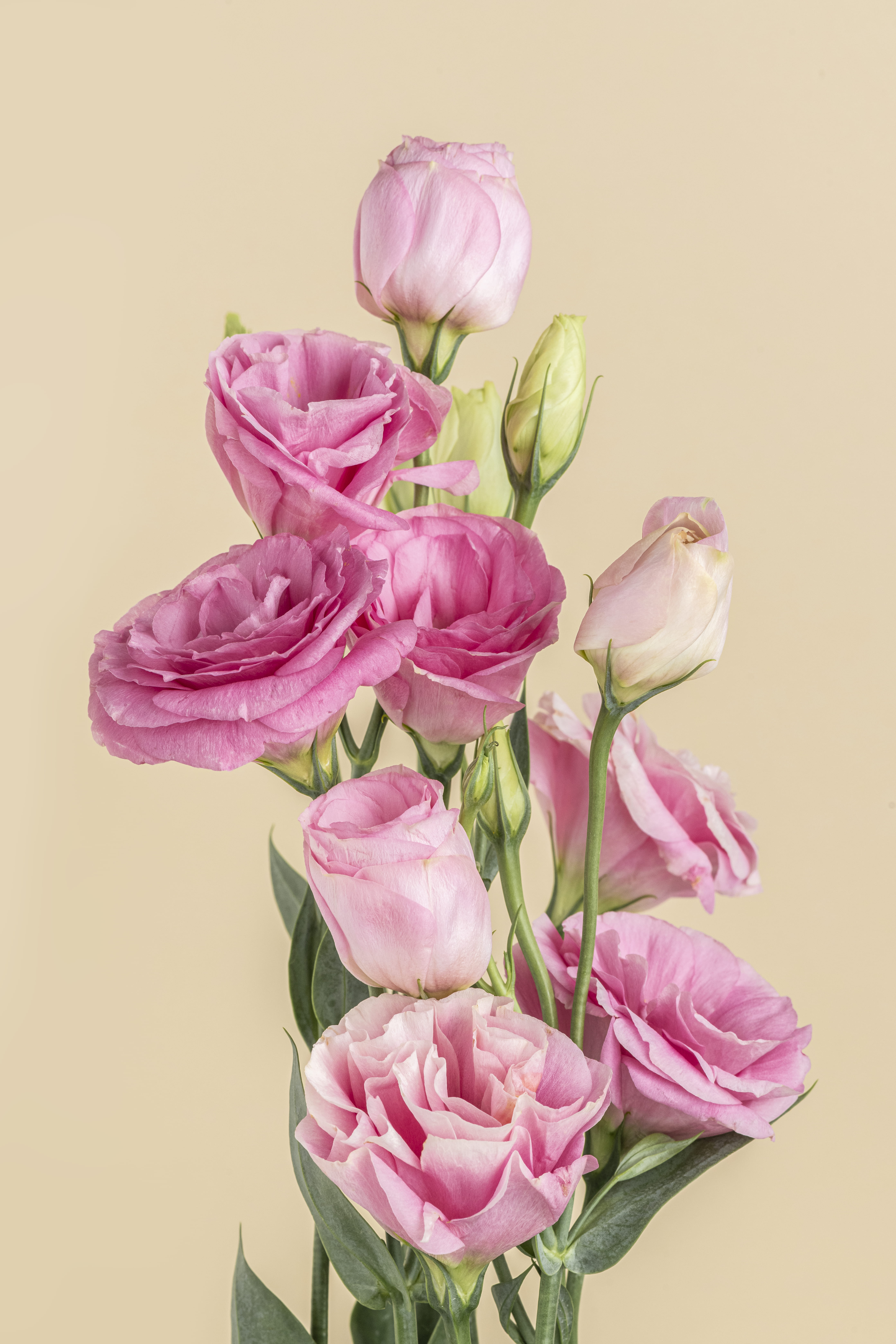 Lisianthus