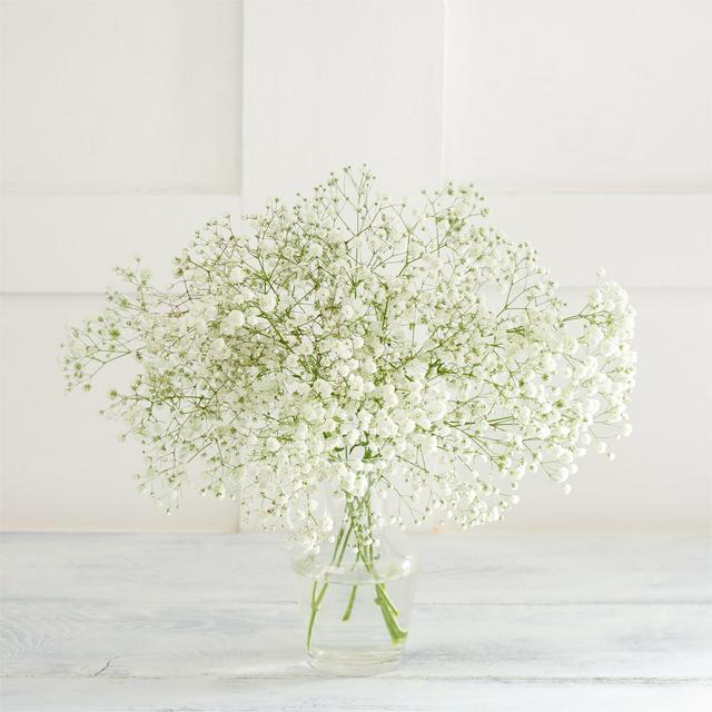 Gypsophila